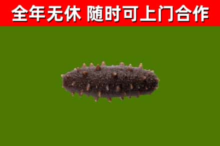 普洱回收海参干